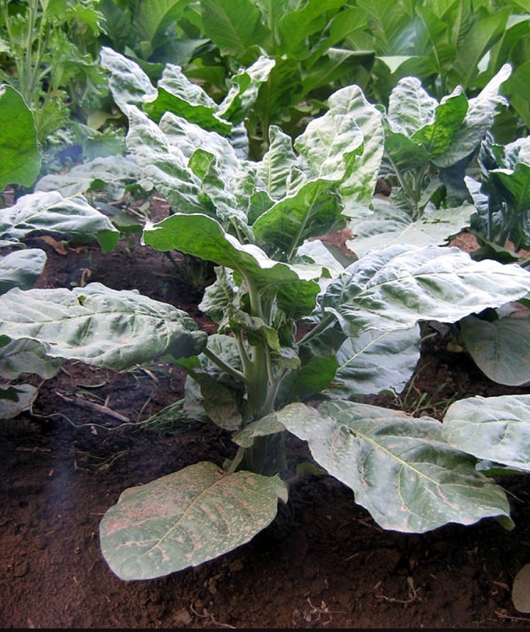 Unik Rustica med relativt lang voksttid