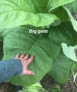 Big Gem er en lys virginia (bright leaf) som blir høy, 180 - 210 cm. Bladene kan nå en lengde av ca 75 cm og en bredde av 45cm. Passer til både snus og sigaretter.