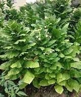 Prilep er en tobakksplante som gir en intens smak og kan brukes i tobakksmiksen som 