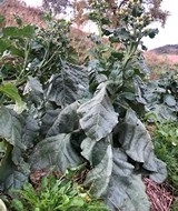 Sacred Cornplanter er en rustica-type som får store blad. Den blir ca 1 meter høy. Den har høy nikotininnhold.
