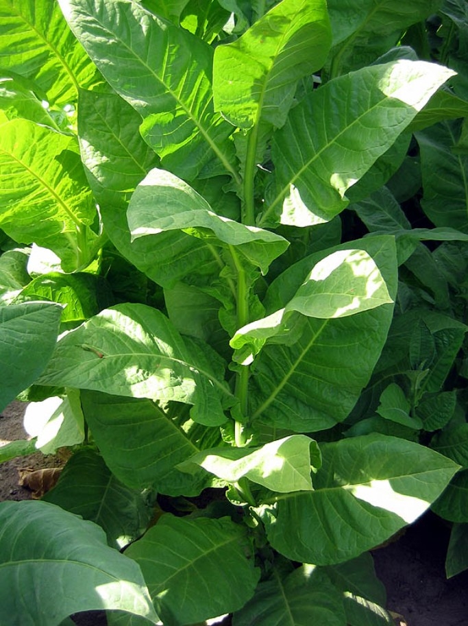 Cigartobakk, wrapper og filler. 