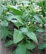 Åhus Havanna er en svensk hurtigvoksende tobakksplante, som passer bra der vokstsesongen er veldig kort. Den kan brukes til snus, sigarer og pipetobakk.