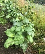 Tobakksplanten Mohawk er fra Sentral-Amerika. Hurtigvoksende. Den blir ca 90 cm høy. Bladene er runde, tykke og mørkegrønne. Høyt nikotininnhold!